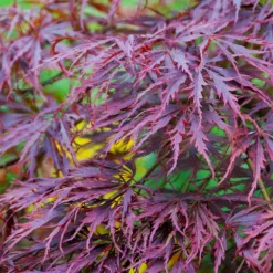 Tamukeyama Japanese Maple Tree -Deals Blossom Vines Store Japanese Maple Tamukayama 3