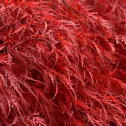 Tamukeyama Japanese Maple Tree -Deals Blossom Vines Store Japanese Maple Tamukayama 5