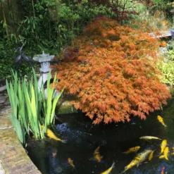 Deals Blossom Vines Store -Deals Blossom Vines Store Japanese Maple Viridis 5