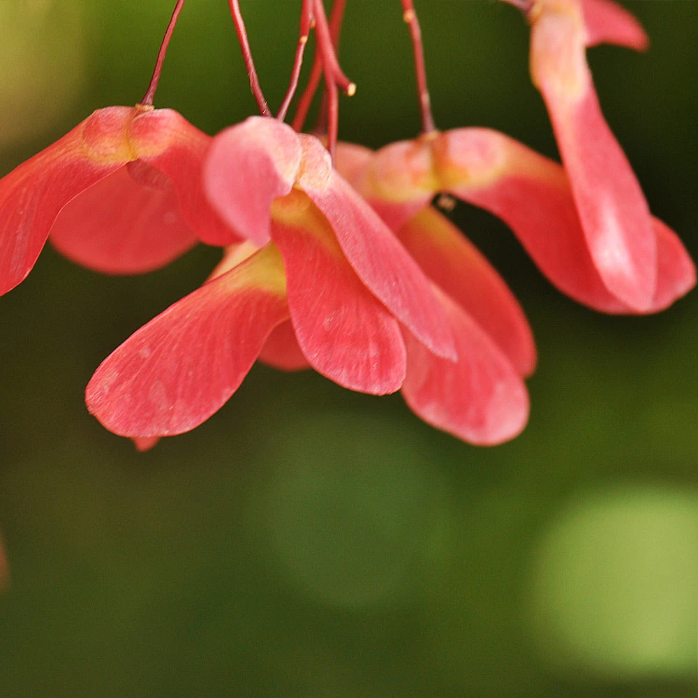 Red Select Japanese Maple 7 Red Select Japanese Maple - Image 5