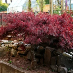Red Select Japanese Maple 9 Red Select Japanese Maple -Deals Blossom Vines Store Japanese Red Select 6 BB