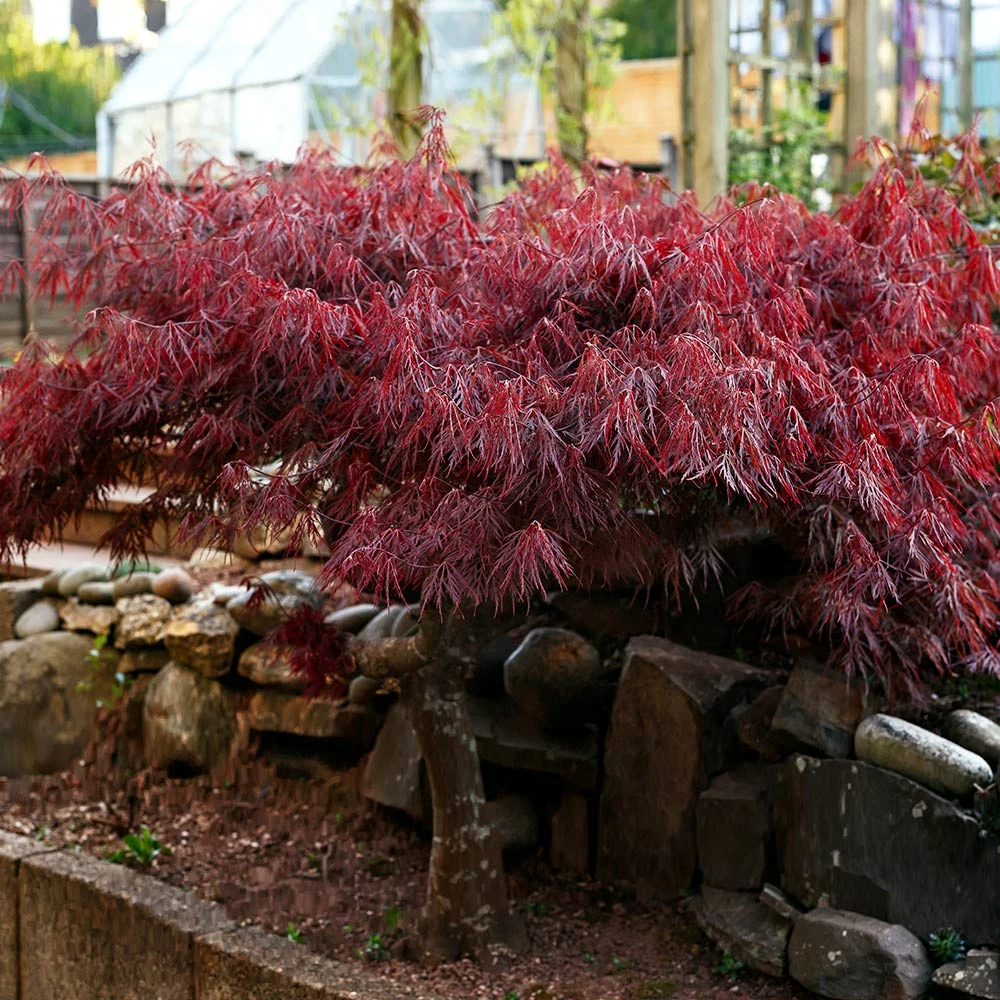 Red Select Japanese Maple 5 Red Select Japanese Maple - Image 3