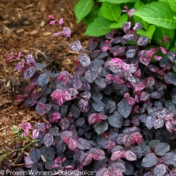 Jazz Hands® Variegated Loropetalum 9 Jazz Hands® Variegated Loropetalum -Deals Blossom Vines Store Jazz Hands loropetalum 5 BB