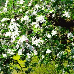 Jonagold Apple Tree -Deals Blossom Vines Store Jonagold Apple 3