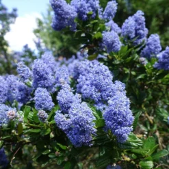 Creeping Mountain Lilac -Deals Blossom Vines Store Joyce Coulter California Lilac 2