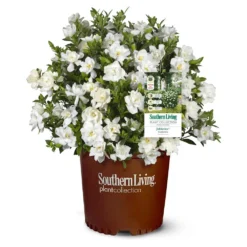 Jubilation™ Gardenia Shrub -Deals Blossom Vines Store Jubilation Gardenia 1