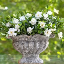 Jubilation™ Gardenia Shrub -Deals Blossom Vines Store Jubilation Gardenia 2