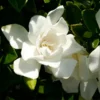 Jubilation™ Gardenia Shrub -Deals Blossom Vines Store Jubilation Gardenia BB 600x600 cc8bbbad 2fce 4360 aac5 e8660c986f53