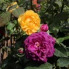 Julia Child And Ebb Tide™ Two-fer® Rose Tree -Deals Blossom Vines Store Julia CHild and Ebb Tide Rose Tree 600x600 a4e09a96 6819 458f 9fb6 71ad9d173746