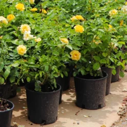 Julia Child Rose 11 Julia Child Rose -Deals Blossom Vines Store Julia Child Rose 7