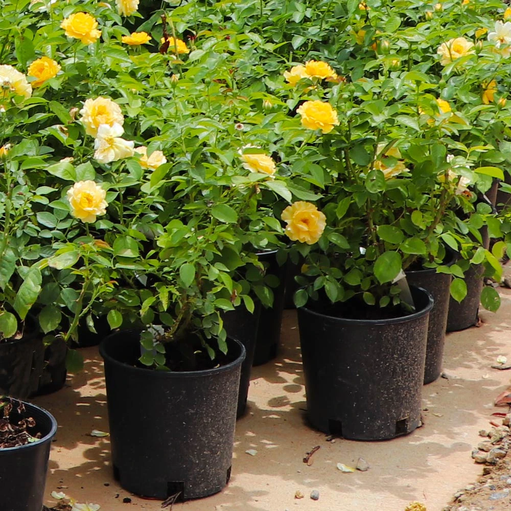 Julia Child Rose 7 Julia Child Rose - Image 5