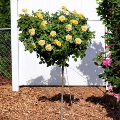 New Release -Deals Blossom Vines Store Julia Child Rose Tree 4 BB