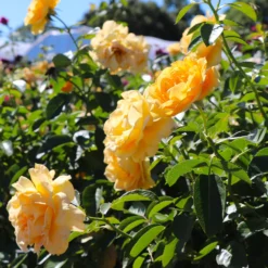 Julia Child Standard Rose Tree -Deals Blossom Vines Store Julia Child Rose Tree 8