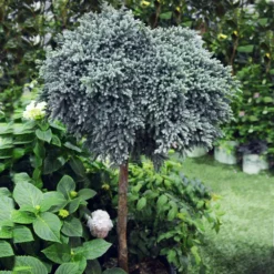 Blue Star Juniper Tree -Deals Blossom Vines Store Juniper BLue Star Standard