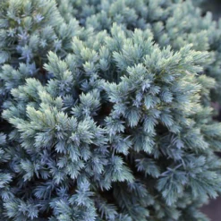 Blue Star Juniper Tree -Deals Blossom Vines Store Juniper BLue Star Standard 1 BB