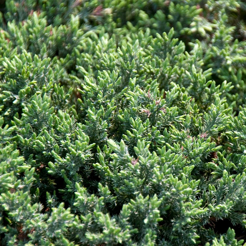 Blue Pacific Juniper Shrub 5 Blue Pacific Juniper Shrub - Image 3