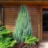 Skyrocket Juniper Tree 1 Skyrocket Juniper Tree -Deals Blossom Vines Store Juniper Skyrocket 600x600 90dfabf6 149e 4917 af37 f7764cfe94b4