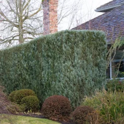 Wichita Blue Juniper Tree -Deals Blossom Vines Store JuniperusscopulorumWichitaBlue 032FGT DoreenWynja.comphotography