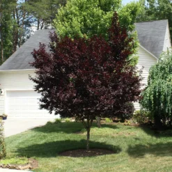 Krauter Vesuvius Flowering Plum Tree 13 Krauter Vesuvius Flowering Plum Tree -Deals Blossom Vines Store KV Flowering Plum 3