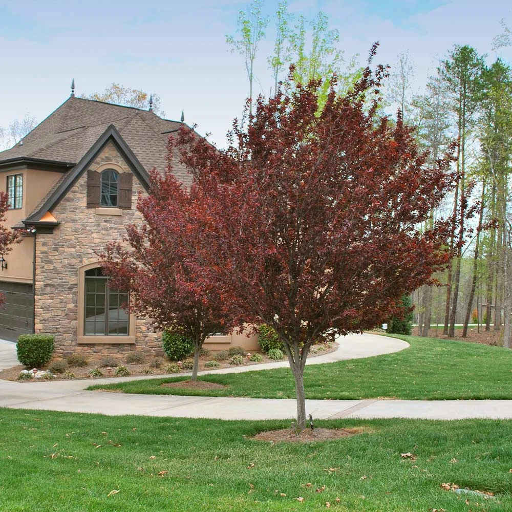 Krauter Vesuvius Flowering Plum Tree 6 Krauter Vesuvius Flowering Plum Tree - Image 4