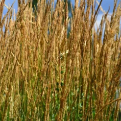 Karl Foerster Grass -Deals Blossom Vines Store Karl Foerster Grass 2