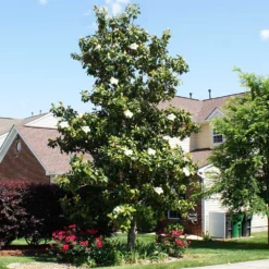 Kay Parris Magnolia -Deals Blossom Vines Store Kay Parris 1 BB