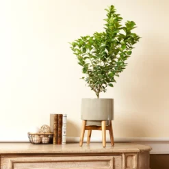 Key Lime Bush 9 Key Lime Bush -Deals Blossom Vines Store Key Lime Bush 4