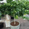 Key Lime Tree -Deals Blossom Vines Store Key Lime Tree 2 BB