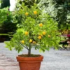 Kishu Mandarin Tree 2 Kishu Mandarin Tree -Deals Blossom Vines Store Kishu Mandarin Tree BB 600x600 7574b30f 13c1 463c bea3 81a4c8603fa3