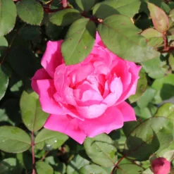 Pink Knock Out® Rose Tree -Deals Blossom Vines Store Knockout Rose Tree Pink BB