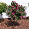 Pink Knock Out® Rose Tree 2 Pink Knock Out® Rose Tree -Deals Blossom Vines Store Knockout Rose Tree Pink BB 600x600 4ddd45a2 1bb4 456e a857 b5016d6ef2ee