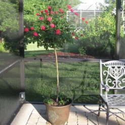 Knock Out® Rose Tree -Deals Blossom Vines Store Knockout Rose Tree Red 1 BB
