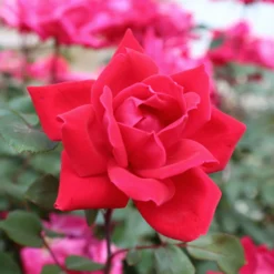 Knock Out® Rose Tree -Deals Blossom Vines Store Knockout Rose Tree Red 3 BB