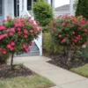 Knock Out® Rose Tree 1 Knock Out® Rose Tree -Deals Blossom Vines Store Knockout Rose Tree Red BB 600x600 a0aa39fa 1782 4707 8783 1a4ccf1e6e3f