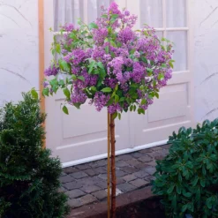 Korean Lilac Tree -Deals Blossom Vines Store KoreanLilac Tree 1