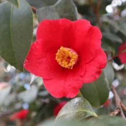 Korean Fire Camellia Shrub -Deals Blossom Vines Store Korean Fire Camellia 3