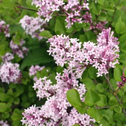 Dwarf Korean Lilac Shrub -Deals Blossom Vines Store Korean Lilac 2 BB