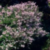 Dwarf Korean Lilac Shrub