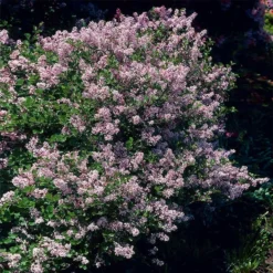 Dwarf Korean Lilac Shrub