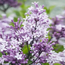 Korean Lilac Tree -Deals Blossom Vines Store Korean Lilac Tree 2 BB
