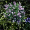 Korean Lilac Tree -Deals Blossom Vines Store Korean Lilac Tree 3 FGT 600x600 1e8f966f 7a05 470e 98b4 3d651d5b5c9e