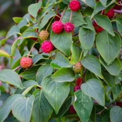 White Kousa Dogwood Tree -Deals Blossom Vines Store Kousa Dogwood 1 BB
