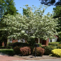 White Kousa Dogwood Tree -Deals Blossom Vines Store Kousa Dogwood 2