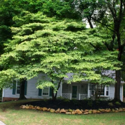 White Kousa Dogwood Tree -Deals Blossom Vines Store Kousa Dogwood 4