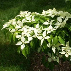White Kousa Dogwood Tree -Deals Blossom Vines Store Kousa Dogwood 9
