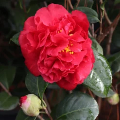Kramers Supreme Camellia Shrub 9 Kramers Supreme Camellia Shrub -Deals Blossom Vines Store Kramers Camellia 7 BB