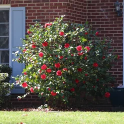 Kramers Supreme Camellia Shrub 10 Kramers Supreme Camellia Shrub -Deals Blossom Vines Store Kramers Camellia BB 4