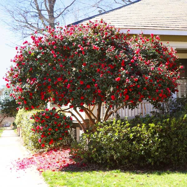Kramers Supreme Camellia Shrub 3 Kramers Supreme Camellia Shrub