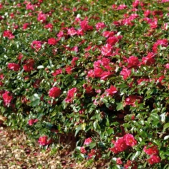Kramers Supreme Camellia Shrub 11 Kramers Supreme Camellia Shrub -Deals Blossom Vines Store Kramers Camellia FGT 1