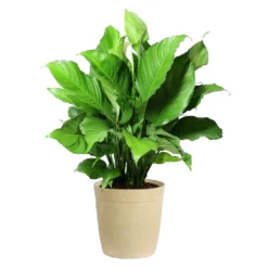 Peace Lily -Deals Blossom Vines Store LIL PEA.10 Beige Delilah
